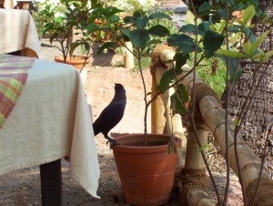 A crow in Kerala